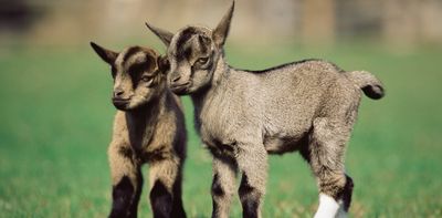 Can animals give birth to twins?