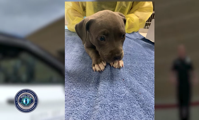 Pit bull puppy saved with Narcan after apparent fentanyl overdose inside owner’s car