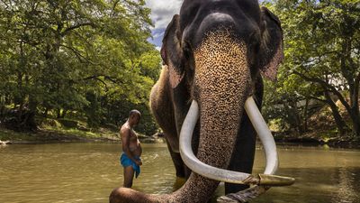 What does the future hold for Asian elephants and their relationship with humans?