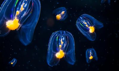 Sponge v comb jellies: which was evolution’s first trailblazer?