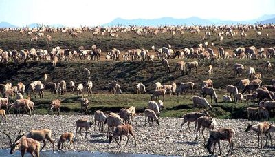 Native Alaskans, wildlife win big with Biden’s cancellation of oil and gas leases in Arctic refuge