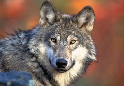 Wisconsin wolf hunters face tighter regulations under new permanent rules