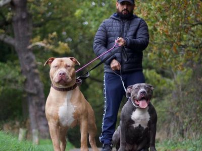 Bully XL owner whose dogs ‘stopped rape’ says breed are ‘walking weapons’ in wrong hands