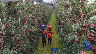 Kashmir Valley’s growers are anxious as import duty is relaxed on American apples