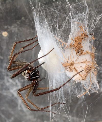 Giant house spiders set to invade homes across UK as species enters mating season