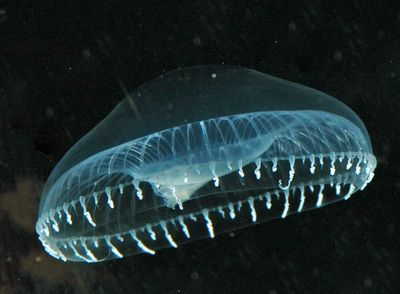Rare crystal jellyfish identified off Cornwall coast
