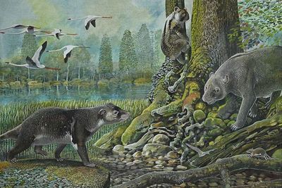 An ancient koala discovered in Australia