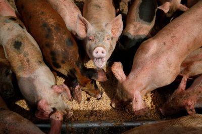 Groups sue EPA in an effort to strengthen oversight of livestock operations
