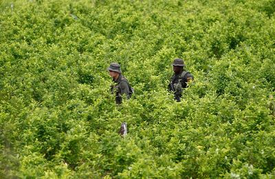 UN says Colombia's coca crop at all-time high as officials promote new drug policies