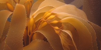 NZ’s vital kelp forests are in peril from ocean warming – threatening the important species that rely on them