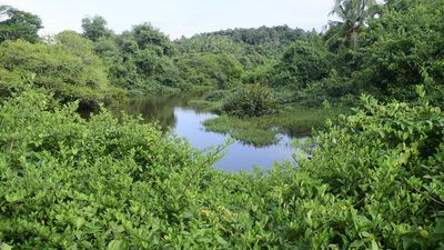 Sewage dumping spells doom for Kottooli wetland