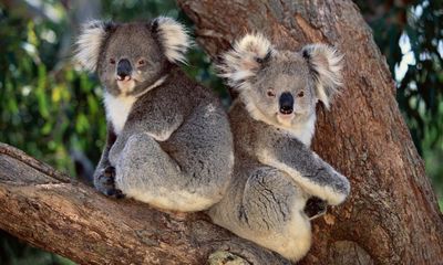 NSW stops logging in 106 ‘hubs’ on mid-north coast amid plans for koala national park