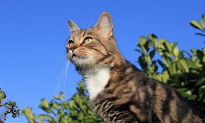 ‘Keep your cat indoors’: why conservationists are pushing for pet containment in Australia