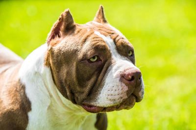 Are fears about bully XL dogs a moral panic, or is a breed ban justified?