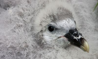 Country diary: A marooned fulmar chick that’s not as helpless as it looks