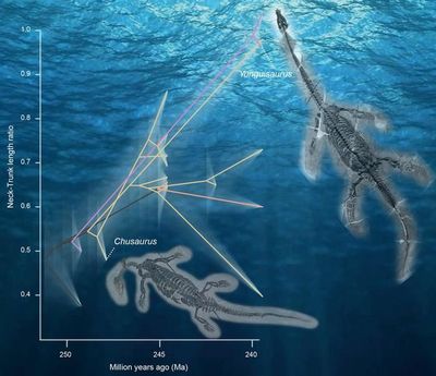New Study Sheds Light On The Rapid Evolution Of The Lengthy Necks Of Ancient Plesiosaurs
