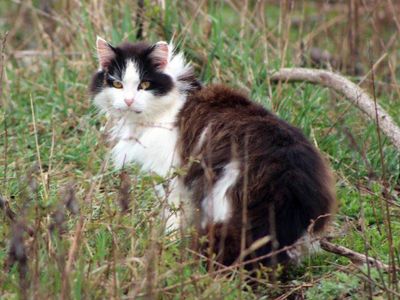 Australia weighs cat curfews and neutering requirements to rein in feral felines