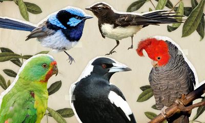 Australian bird of the year 2023: nominate your favourite for the shortlist