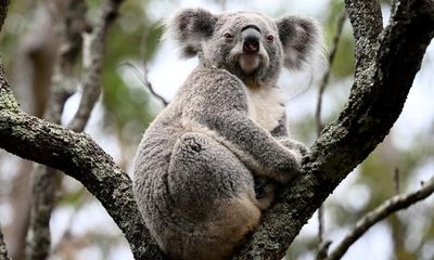 Greens and environmentalists question initial plan to pause logging in just 5% of NSW’s promised koala park
