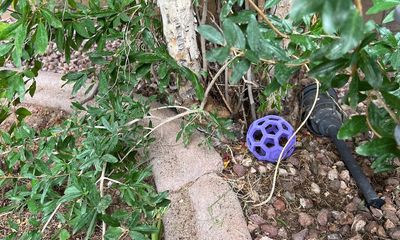 Can you spot the hiding rattlesnake? The homeowner’s dog did
