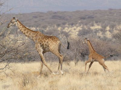 Another spotless giraffe has been discovered — this time, on a reserve in Namibia