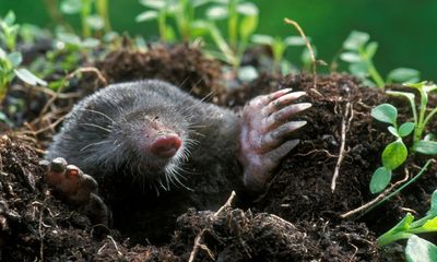 Plagued by moles? Try a pickled onion