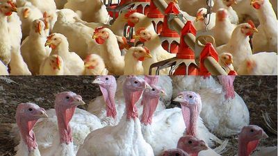 Farmers to approach Supreme Court against India-U.S. deal on poultry