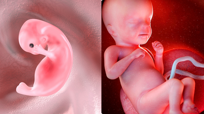 Definition of an embryo needs to change, assert scientists