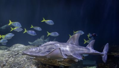 Coral riffs? Trio of ‘rare and elusive’ bowmouth guitarfish pups take the stage at Shedd Aquarium