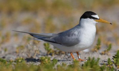 Birdwatch: my close encounter with a little tern