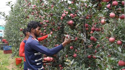 Kashmir: Opposition calls out Centre’s cutting of duty on U.S. apples