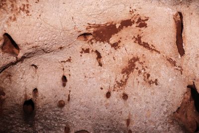 Cave art dating back 24,000 years discovered in Spain