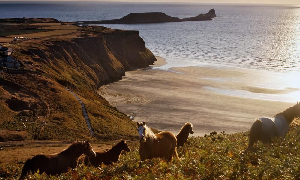 Selfie-takers caused pony to fall to death at Welsh…