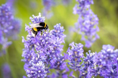 More than 75% of European bumblebee species may be threatened by 2080 – study