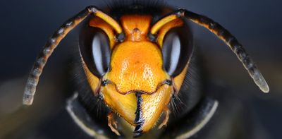 Asian hornets make UK their latest target – here’s why they’re such a threat to European bees