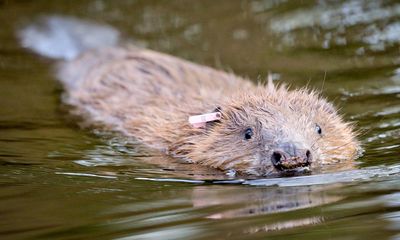 Project to liberate part of Somerset river hailed as ‘squelchy’ success