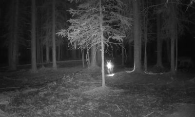 Wolf steals trail camera and video evidence ‘is a bit telling’