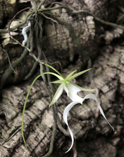 Environmental groups sue US over sluggish pace in listing the rare ghost orchid as endangered