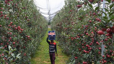 Apple farmers urge J&K L-G to restart MIS in Kashmir to save C-grade crop