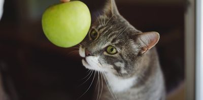 Is it really safe to feed your cat a vegan diet?
