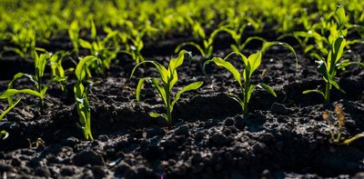 Healthy soil can help grow more food and cut emissions – but government inaction means too much soil is being degraded
