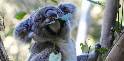 Koalas need their booster shots too. Here's a way to beat chlamydia with just 1 capture and less trauma