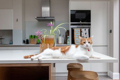 How homeowners are creating pet-specific stylish spaces