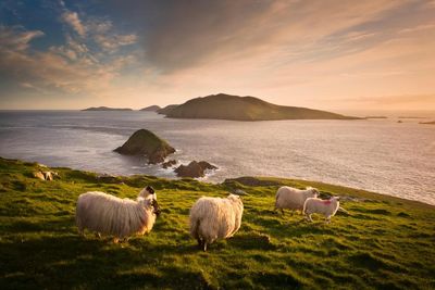 Ocean views and authors lost: a literary tour of Ireland’s wild west coast