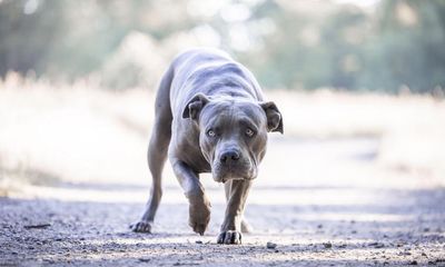 The American bully XL furore is a stark reminder of the uneasy bond between dogs and humans