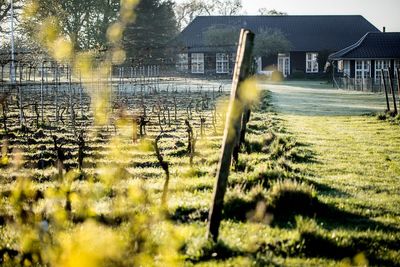 Is Denmark Europe’s most sustainable wine destination?