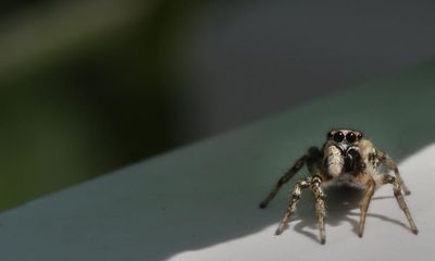 Country diary: A warm front door brings out the zebra spiders