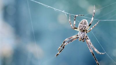 How Spiders Can Transfer Mercury Contamination To Animals