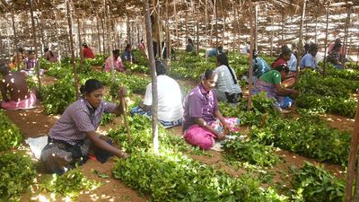 Thangachimadam, a village where the famous Madurai malli takes birth