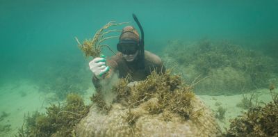 Seaweed is taking over coral reefs. But there's a gardening solution – sea-weeding